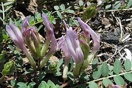 Astragalus monspessulanus \ Franz�sischer Tragant, F Pyren&auml;en, Prades 14.5.2007