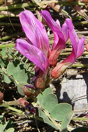 Astragalus monspessulanus \ Franz�sischer Tragant, F Col du Telegraphe 21.6.2008