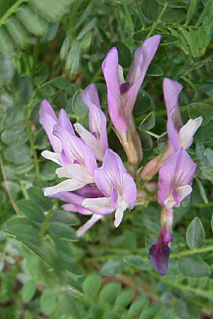 Astragalus monspessulanus \ Franz�sischer Tragant, F Pyren&auml;en, Eyne 25.6.2008