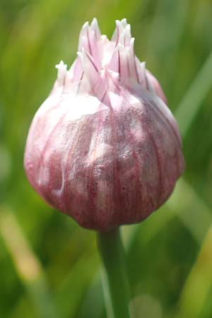 Allium schoenoprasum \ Schnitt-Lauch / Chives, F Col de la Cayolle 9.7.2016