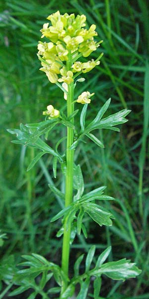 Barbarea verna \ Fr�hlings-Barbarakraut, F Mont Aigoual 8.6.2006