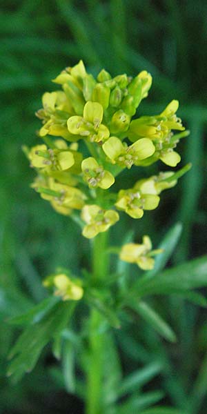 Barbarea verna \ Fr�hlings-Barbarakraut, F Mont Aigoual 8.6.2006