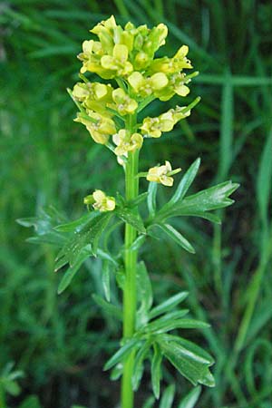 Barbarea verna \ Fr�hlings-Barbarakraut, F Mont Aigoual 8.6.2006