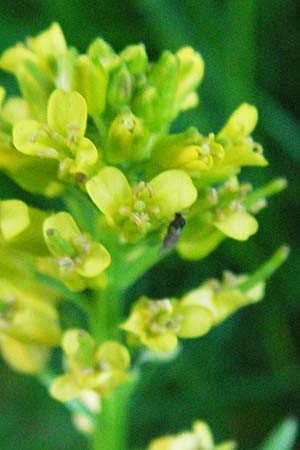 Barbarea verna \ Fr�hlings-Barbarakraut, F Mont Aigoual 8.6.2006