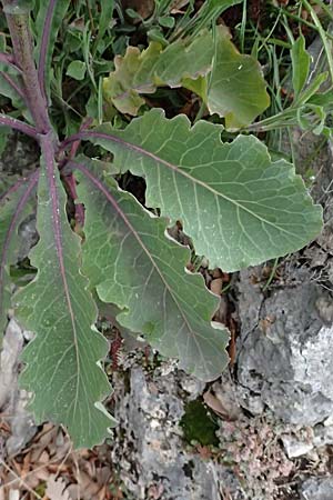Brassica oleracea subsp. acephala \ Gemse-Kohl / Cale, F Grasse 15.3.2024