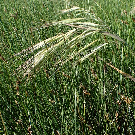 Bromus diandrus \ Grohrige Trespe / Great Brome, F Camargue,  Salin-de-Giraud 3.5.2023