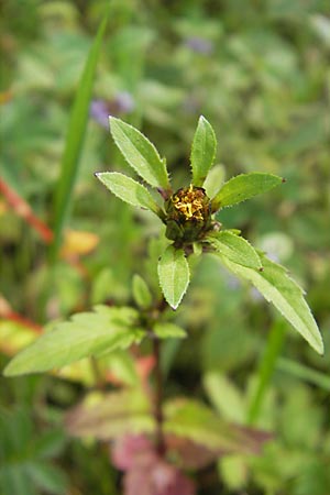 Bidens tripartita / Trifid Beggartick, F Bitche 4.9.2010