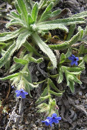 Buglossoides incrassata subsp. permixta \ Westlicher Acker-Steinsame / Western Field Gromwell, F Toreilles 24.6.2008