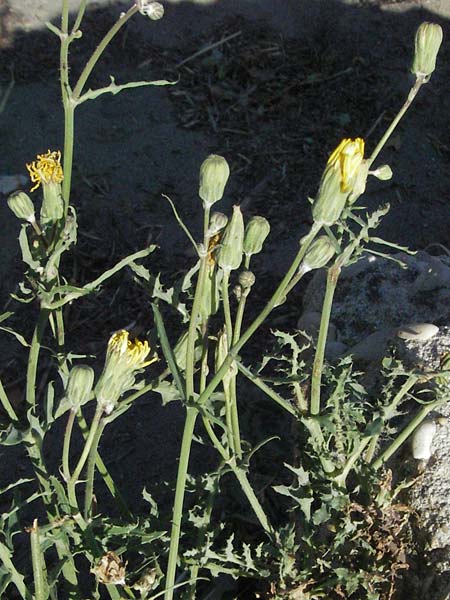 Crepis capillaris / Smooth Hawk's-Beard, F Avignon 7.8.2006