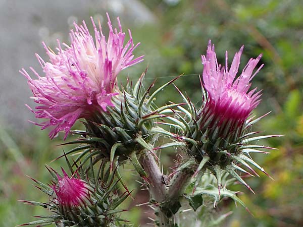 Carduus litigiosus subsp. horridissimus \ Vielstachelige Streit-Distel / Many-Spined Thistle, F S. Sauveur-sur-Tinée 30.4.2023