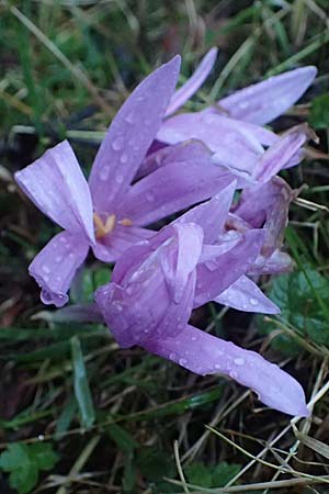 Colchicum alpinum / Alpine Autumn Crocus, F La Feclaz 5.10.2021