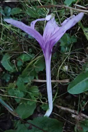 Colchicum alpinum / Alpine Autumn Crocus, F La Feclaz 5.10.2021