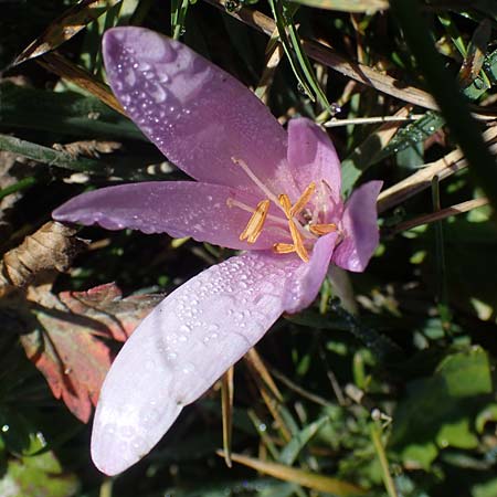 Colchicum alpinum / Alpine Autumn Crocus, F Les Deux Alpes 9.10.2021