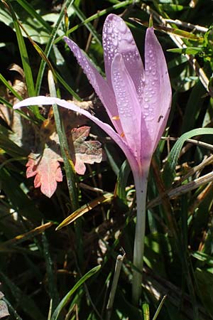 Colchicum alpinum / Alpine Autumn Crocus, F Les Deux Alpes 9.10.2021