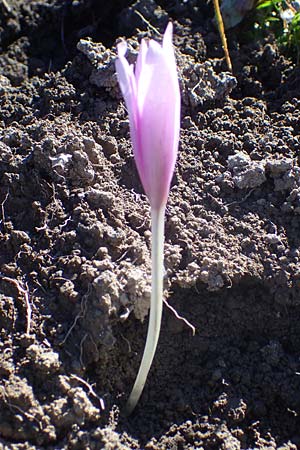 Colchicum alpinum / Alpine Autumn Crocus, F Les Deux Alpes 9.10.2021