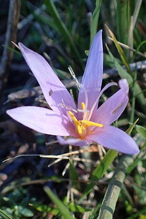 Colchicum alpinum / Alpine Autumn Crocus, F Les Deux Alpes 9.10.2021