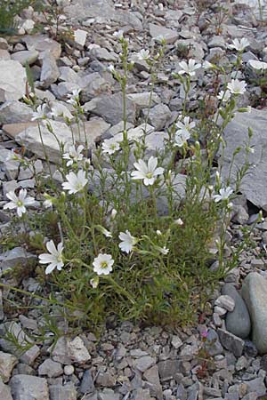 Cerastium arvense \ Acker-Hornkraut / Field Mouse-Ear, F Clue de Chabrieres 12.5.2007