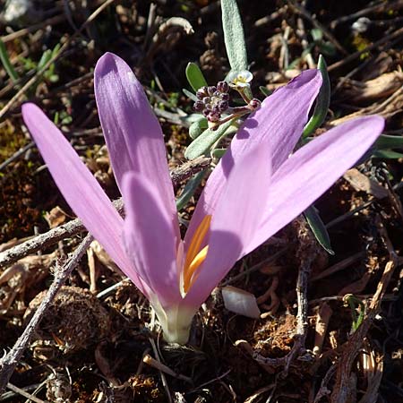 Colchicum filifolium / Yam-Leaved Autumn Crocus, F Martigues 8.10.2021