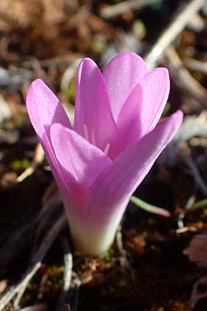 Colchicum filifolium / Yam-Leaved Autumn Crocus, F Martigues 8.10.2021