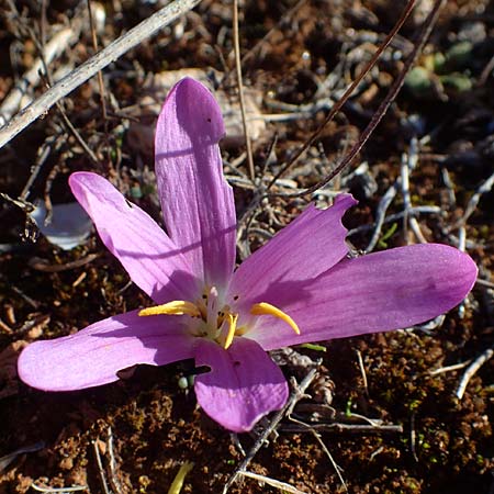 Colchicum filifolium / Yam-Leaved Autumn Crocus, F Martigues 8.10.2021