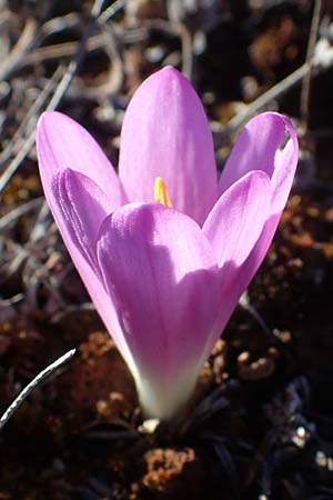Colchicum filifolium / Yam-Leaved Autumn Crocus, F Martigues 8.10.2021