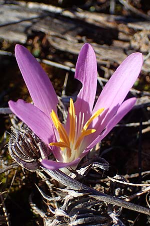 Colchicum filifolium / Yam-Leaved Autumn Crocus, F Martigues 8.10.2021