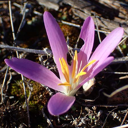 Colchicum filifolium / Yam-Leaved Autumn Crocus, F Martigues 8.10.2021