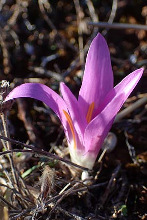 Colchicum filifolium / Yam-Leaved Autumn Crocus, F Martigues 8.10.2021