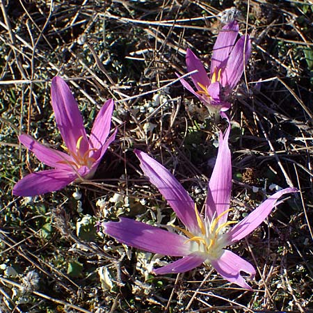 Colchicum filifolium / Yam-Leaved Autumn Crocus, F Martigues 8.10.2021