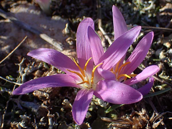 Colchicum filifolium / Yam-Leaved Autumn Crocus, F Martigues 8.10.2021