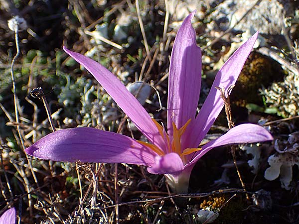 Colchicum filifolium / Yam-Leaved Autumn Crocus, F Martigues 8.10.2021