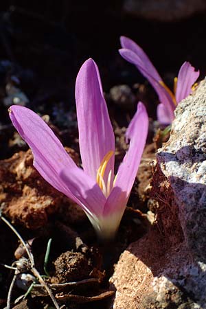 Colchicum filifolium / Yam-Leaved Autumn Crocus, F Martigues 8.10.2021