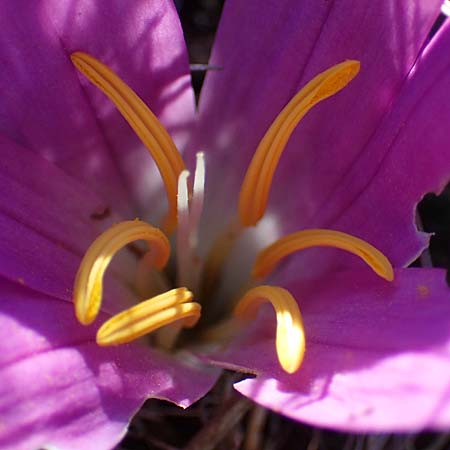 Colchicum filifolium / Yam-Leaved Autumn Crocus, F Martigues 8.10.2021
