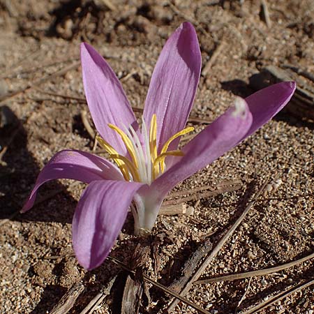 Colchicum filifolium / Yam-Leaved Autumn Crocus, F Martigues 8.10.2021