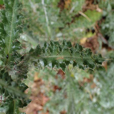 Carduus litigiosus subsp. horridissimus \ Vielstachelige Streit-Distel / Many-Spined Thistle, F S. Sauveur-sur-Tinée 30.4.2023