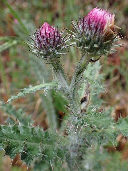 Carduus litigiosus subsp. horridissimus \ Vielstachelige Streit-Distel / Many-Spined Thistle, F S. Sauveur-sur-Tinée 30.4.2023