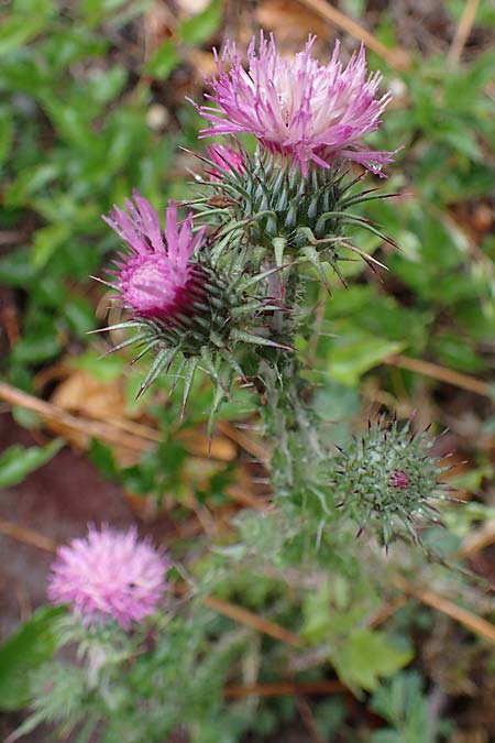 Carduus litigiosus subsp. horridissimus \ Vielstachelige Streit-Distel / Many-Spined Thistle, F S. Sauveur-sur-Tinée 30.4.2023
