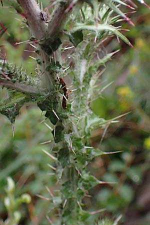 Carduus litigiosus subsp. horridissimus \ Vielstachelige Streit-Distel / Many-Spined Thistle, F S. Sauveur-sur-Tinée 30.4.2023