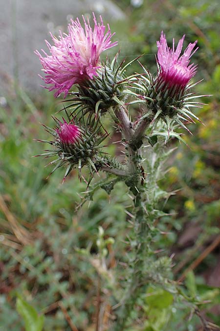 Carduus litigiosus subsp. horridissimus \ Vielstachelige Streit-Distel / Many-Spined Thistle, F S. Sauveur-sur-Tinée 30.4.2023