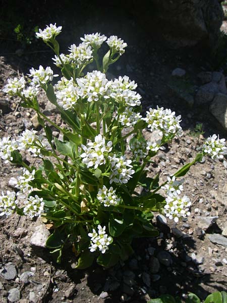 Cochlearia pyrenaica \ Pyrenen-Lffelkraut, F Col de Lautaret Botan. Gar. 28.6.2008
