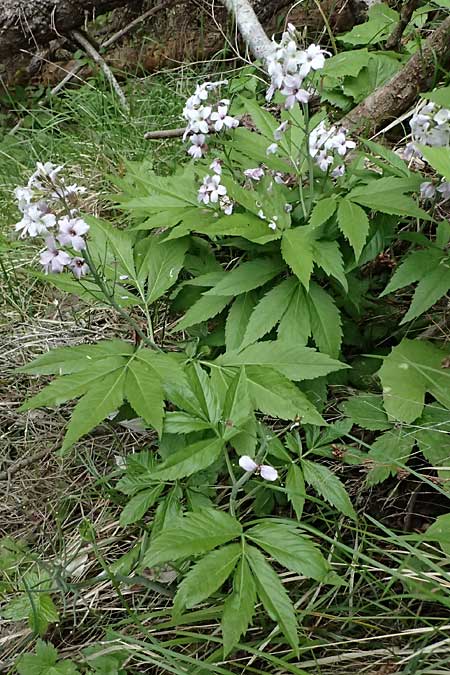 Cardamine heptaphylla \ Siebenbl�ttrige Zahnwurz / Pinnate Coral-Root, F Sospel 18.5.2026