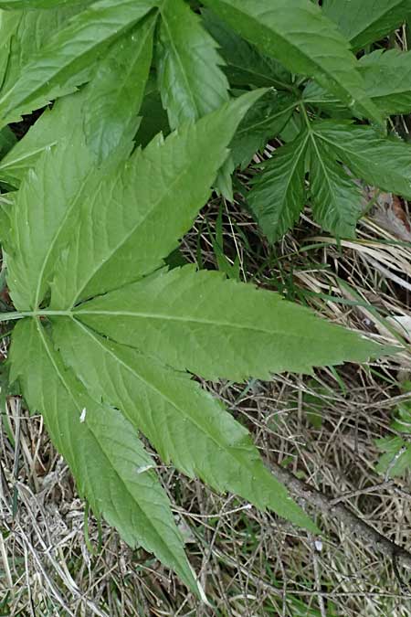 Cardamine heptaphylla \ Siebenbl�ttrige Zahnwurz / Pinnate Coral-Root, F Sospel 18.5.2026