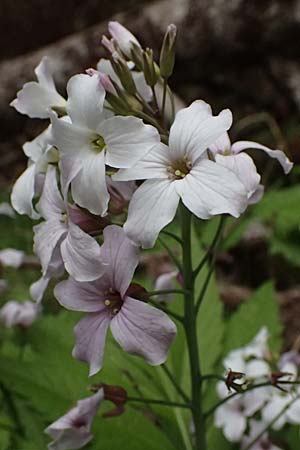 Cardamine heptaphylla \ Siebenbl�ttrige Zahnwurz / Pinnate Coral-Root, F Sospel 18.5.2026