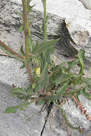 Picris hieracioides / Hawkweed Ox-Tongue, F S. Gilles 26.5.2009