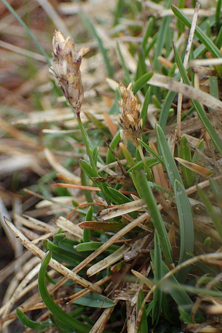 Sesleria caerulea \ Kalk-Blaugras / Moor Grass, F Col de la Cayolle 30.4.2023