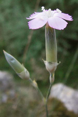 Dianthus sylvestris subsp. godronianus \ Jungfruliche Stein-Nelke, Godrons Nelke / Virgin Pink, F Montagne du Luberon 9.6.2006