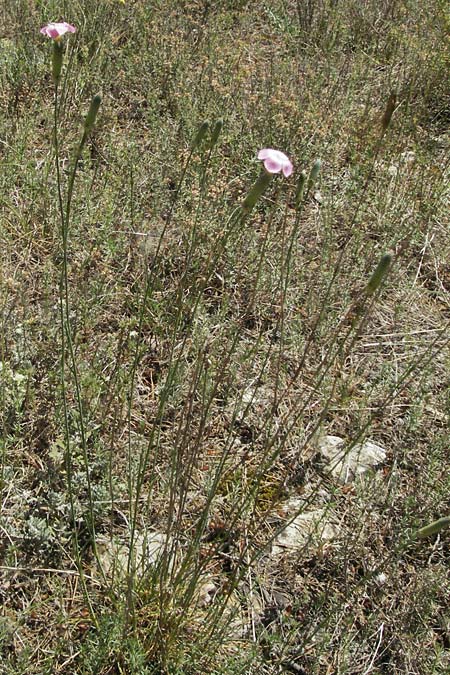 Dianthus sylvestris subsp. godronianus \ Jungfruliche Stein-Nelke, Godrons Nelke / Virgin Pink, F Orgon 9.6.2006