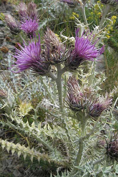 Carduus carlinoides \ Pyrenen-Distel / Pyrenean Thistle, F Pyrenäen/Pyrenees, Eyne 9.8.2006