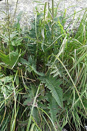 Cirsium rivulare / Brook Thistle, Andorra Estany de Pessons 10.8.2006