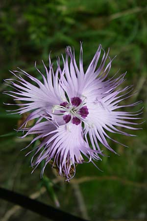 Dianthus monspessulanus \ Montpellier-Nelke / White Cluster, F Pyrenäen/Pyrenees, Aude - Schlucht / Gorge 27.6.2008